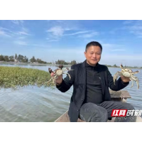 大通湖金盆镇：7两2的蟹皇 喜了养殖户 鼓了钱袋子