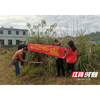 赫山区新市渡镇：提升生态安全意识 积极排查铲除“一枝黄花”