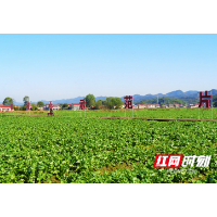 桃江：“菜籽油大县”油菜旺