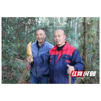 桃江浮邱山乡：养在深闺里的“笋子婆”