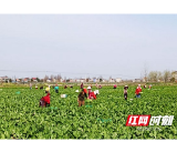 南县浪拔湖镇:“稻稻菜”让冬闲田变成增收田