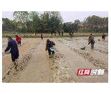 桃江：大力开展早稻秧田翻耕和浸种育秧工作