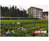 桃江马迹塘镇：260余名学子乐采春茶