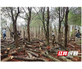 赫山泉交河镇：重拳出击！严打抢栽抢种