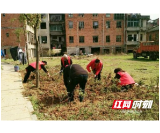 桃江县桃花江镇：绿化带遭拔树种菜  文明志愿者火速“施救”