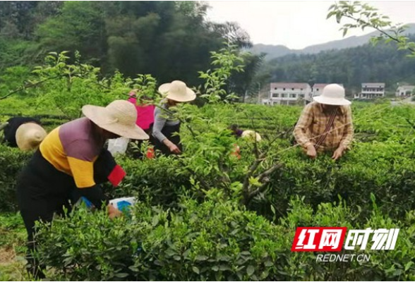 桃江县高桥镇：千亩茶园吐新绿 茶农抢采“明前茶”