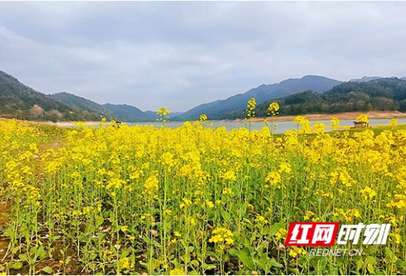 “犇”向春天 | 桃江县松木塘镇：“水漫金花”醉游人