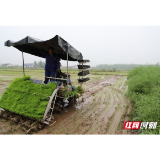 益阳市大通湖区：第一批早稻插秧冒雨启动