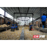 靠山吃山 桃江笋农收入丰