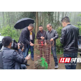 迷路黄麂闯进派出所“求助” 桃江民警及时伸出援手