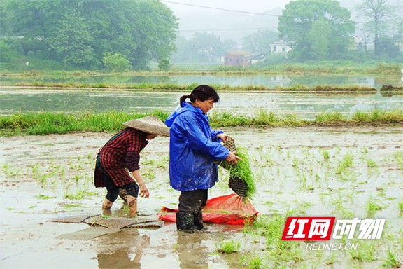 据桃江县农业农村局种植业管理股股长符呈祥介绍，目前，桃江县早稻抛插面积已经过半，如果能维持一周左右的晴好天气，则全县可在“五一”节稍后的时间里完成全部早稻抛插任务。