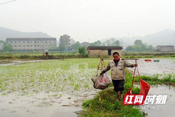 胡小毛今年承包了600亩稻田，早稻种植面积有320亩。据他介绍，政府除了每亩早稻给予175元的补贴外，另外对种植早稻200亩以上的大户奖励10000元、种植早稻500亩以上的大户奖励20000元，同时给予每亩22元的地力补贴，早晚两季共44元。