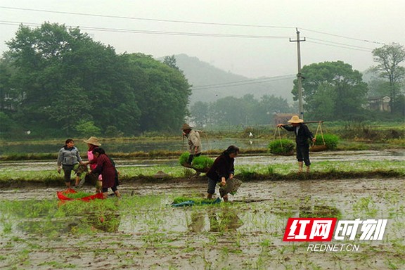 由于今年雨水多，育秧天气不好，插秧天气也是常常有雨，导致抛插秧的时间推迟了。但是，只要不下雨，三塘湾村的村民就会下田劳作，扯秧、抛秧，忙个不停。