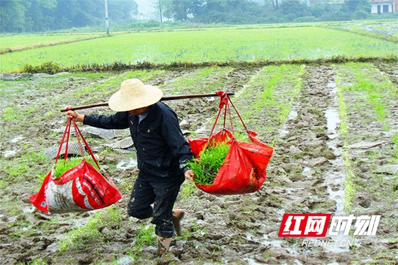 在益阳市劳模、村支书胡小毛承包的稻田里，请来的帮工们一刻不停地正在抛秧。