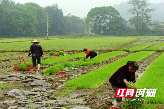 三塘湾村种植双季稻是多年的习惯，历史上就是牛田镇种早稻最多的一个村，全村5400多亩稻田，今年早稻面积就有4000多亩。