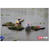 益阳大通湖：小小青虾 大自然最美好的馈赠