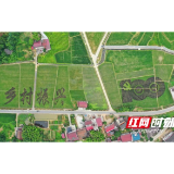 桃江：60亩巨型稻田画扮靓乡村
