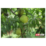 益阳大通湖：谢老板和他的“田园梦”