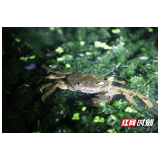 视频丨秋风起蟹脚痒 益阳大通湖等你来