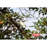 桃江县灰山港：一只被救护的白鹭放归山林