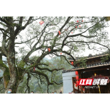 新春走基层｜琳琅满目农产品 安化木溪口虎年年货节开幕