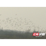 沅江：南洞庭湖自然保护区监测到越冬水鸟29689只