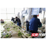 亩产1万斤亩平效益6000元  大通湖区冬闲不闲