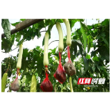 资阳风物志④｜一方水土一方田 沙头镇里丝瓜香