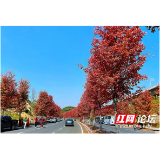 打卡不？坐标益阳鱼形山 红枫大道的枫叶红了