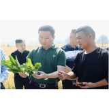 罗讯调研指导蔬菜种子生产和秋冬种生产工作