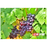 资阳风物志⑥｜因为迎风桥 资阳人实现了葡萄“自由”