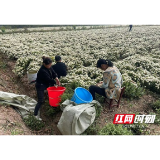 南县茅草街镇：170亩菊花采集忙