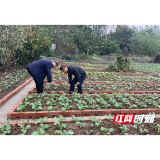 南县麻河口镇：“小菜园”助推人居环境大提升