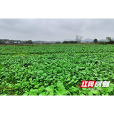 桃江县浮邱山乡高质高效紧抓粮食生产