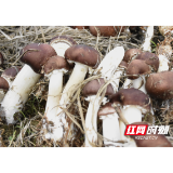 赫山沧水铺：“菇稻”种植激发乡村振兴新动力