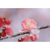 组图｜南县：早春初雪梅花开 引得游客踏春来