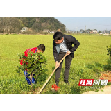 赫山新市渡镇：民生实事无大小 代表植树添新绿