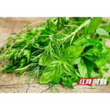 又到野菜上市时 益阳市民要注意食用安全