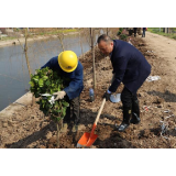 大通湖区开展义务植树活动