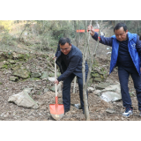 向荣周登高参加义务植树活动