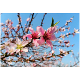 组图｜南县：和风三月蜂蝶舞 春光烂漫赏花时