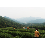 安化黑茶频道·海报丨乡伴冷市 山水茶乡