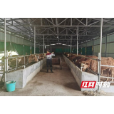 南县：携手发展肉牛养殖 合力壮大集体经济