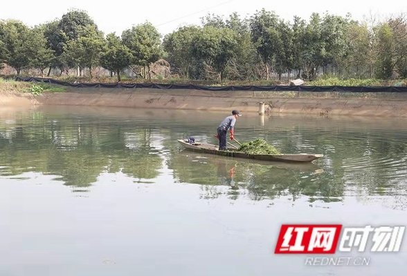 益阳大通湖区：大闸蟹+水草 传统渔民走上致富路