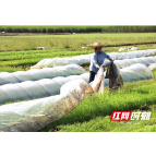 组图丨赫山：谷雨播种希望 图解机插秧过程