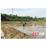 赫山：全力推进复耕复种，让“闲置”农田绿起来！