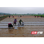 赫山：镉低积累水稻品种试验示范片进入播种阶段