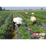 南县中鱼口镇：种植辣椒为乡村振兴注入活力