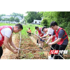 农发行益阳市分行：立足实践乡村振兴 走进田间体验农活