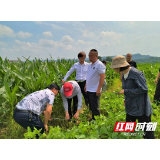 全国农技推广中心调研桃江县大豆玉米带状复合种植